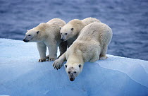 Polar bears (Ursus maritimus), Spitsbergen, Norway.