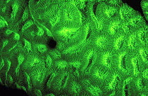 Coral (Favia sp) fluorescence at night, captured using an electronic strobe, Red Sea.