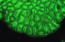 Hard coral (Favia sp) fluorescence at night, captured using an electronic strobe. Compare with image 8118527. Red Sea.