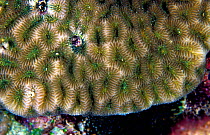 Hard coral (Favia sp) fluorescence at night, captured using an electronic strobe. This image is photographed with a normal camera as a comparison with image 8118526, Red Sea.