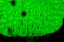 Coral (Favia sp) fluorescence at night, captured using an electronic strobe, Red Sea.