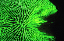 Coral (Fungia sp) fluorescence at night, captured using a very powerful electronic strobe. The black part is a portion of the animal which is dead, Red Sea