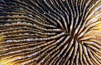 Coral (Fungia sp) at night. This image is photographed with a normal camera as a comparison with image 8118531, Red Sea.