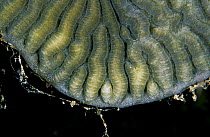 Coral (Favia sp) fluorescence at night. This image was taken using the normal technique as a comparison against image 118539 which was shot using strobes, Red Sea