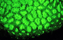 Coral (Favia sp) fluorescence at night, captured using very powerful electronic strobes, Red Sea