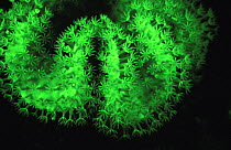 Coral (Sarcophyton sp) fluorescence at night, captured using very powerful electronic strobes, Red Sea