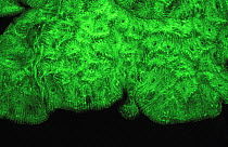 Coral (Favia sp) fluorescence at night, captured using very powerful electronic strobes, Red Sea