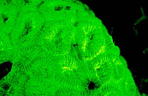 Coral (Favia sp) fluorescence at night, captured using electronic strobes, Red Sea.