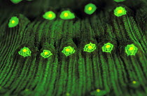 Coral (Mycedium sp) fluorescence at night, captured using very powerful electronic strobes, Red Sea