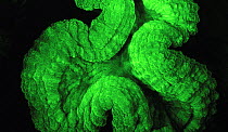 Coral (Mussidae) fluorescence at night, captured using very powerful electronic strobes, Red Sea