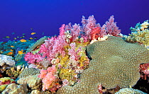 Typical coral garden in the Red Sea near Saudi Arabia.