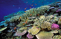 Coral garden with fish, Fiji.