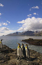 King Penguins (Aptenodytes patagonicus) on South Georgia Island with superyacht "Shaman" in the background.