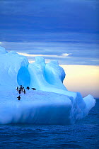 Chinstrap penguins (Pygoscelis antarctica) on an iceberg off South Georgia, Southern Ocean.