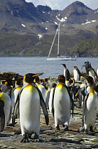 Superyacht "Shaman" anchored beyond a colony of king penguins (Aptenodytes patagonicus), South Georgia. Property Released.