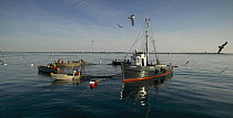 A fleet of trap fishing boats preparing to haul up the net traps at fishing grounds off the coast of Newport, Rhode Island, USA.