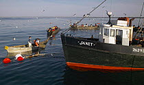 A fleet of trap fishing boats preparing to haul up the net traps at fishing grounds off the coast of Newport, Rhode Island, USA.