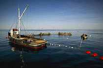 Fleet of trap fishing boats preparing to haul up the net traps at fishing grounds off the coast of Newport, Rhode Island, USA.