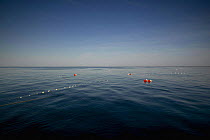 Fishing net trap floats bobbing on still waters off Newport, Rhode Island, USA.