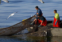 Fishermen hauling in the nets full of fish on a trap boat as gulls circle overhead, Newport, Rhode Island, USA.