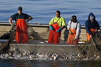 Fishermen hauling in the nets full of fish on a trap boat. Menhaden, striped bass and blue fish among others are caught as they migrate along the shore and generally end up as pet food, Newport, Rhode...