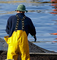 A fisherman in yellow slickers pulling in nets off Newport, Rhode Island, USA.