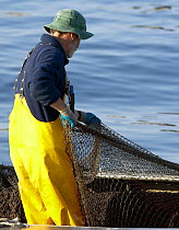 A fisherman in yellow slickers pulling in the net traps off Newport, Rhode Island, USA.