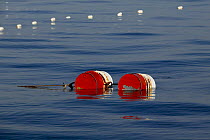 Fishing traps anchored near the shore and buoyed on the surface with large metal floats, Newport, Rhode Island, USA.