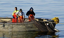 Fishermen hauling in the net traps off Newport, Rhode Island, USA.