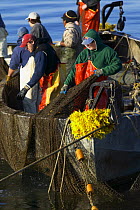 Fishermen hauling in the net traps off Newport, Rhode Island, USA.