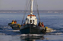 A fishing boat motoring through the calm water in the early morning, towing a fleet of trap boats to fishing grounds off the coast of Newport, Rhode Island, USA.