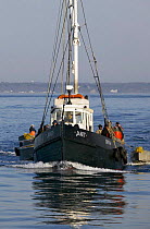 A fishing boat motoring through the calm water in the early morning, towing a fleet of trap boats to fishing grounds off the coast of Newport, Rhode Island, USA.