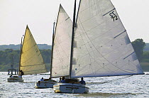 A small fleet of Catboats racing in Wickford, Rhode Island, USA.