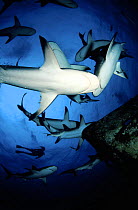 Caribbean reef sharks (Carcharhinus perezi) with diver, circling a wreck off the island of Nassau, the Bahamas.