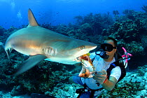 Caribbean reef shark (Carcharhinus perezi), being hand fed by diver Jim Abernethy (of Jim Abernethy's Scuba Adventures), Bahamas.