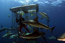 Caribbean reef sharks (Carcharhinus perezi), surrounding shark cage with diver inside, Nassau, Bahamas.