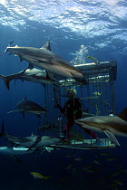Caribbean reef sharks (Carcharhinus perezi), surrounding shark cage with diver inside, Nassau, Bahamas.