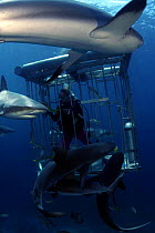 Caribbean reef sharks (Carcharhinus perezi), with diver inside shark cage, Nassau, Bahamas.