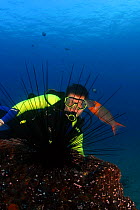 Sea urchin (Diadema paucispinum) and Saddle wrasse (Thalassoma duperrey), latter endemic to Hawaiian reefs, with diver behind, Hawaii.