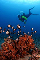 Antler coral (Pocillopora eydouxi) with Hawaiian dascyllus (Dascyllus ablisella), endemic, and diver behind, Hawaii.