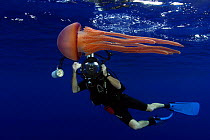 Jellyfish (Thysanostoma flagellatum), with diver photographer behind, Hawaii.