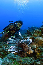 Lionfish (Pterois volitans), with female diver swimming behind, Rarotonga, the Cook Islands.