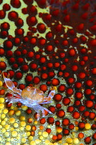 Guard crab (Trapezia sp) juvenile, on Cushion starfish (Culcita novaeguineae), Hawaii.