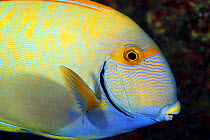 Eyestripe Surgeonfish (Acanthurus dussumieri), Hawaii.