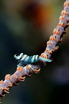 Black / Wire coral shrimp (Pontonides unciger) on Black / Whip / Wire coral (Cirrhipathes anguina), Hawaii.