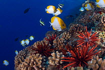 Slate pencil sea urchins (Heterocentrotus mammillatus) and Pyramid butterflyfish (Hemitaurichthys polylepis), Hawaii.