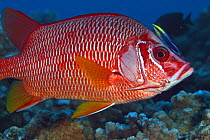 Hawaiian cleaner wrasse (Labroides phthirophagus), endemic, inspecting Long-jawed squirrelfish (Sargocentron spiniferum), Hawaii.