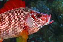 Long-jawed squirrelfish (Sargocentron spiniferum), with open jaws, Hawaii.
