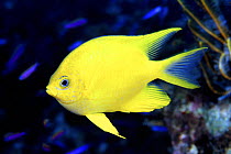 Golden damsel fish (Amblyglyphidodon aureus), Fiji.