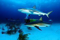 Caribbean reef shark (Carcharhinus perezi) and diver, Nassau, Bahamas.